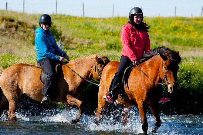 Icelandic Horse Riding and Whale Watching Cruise from Reykjavík - When the $280 price makes sense