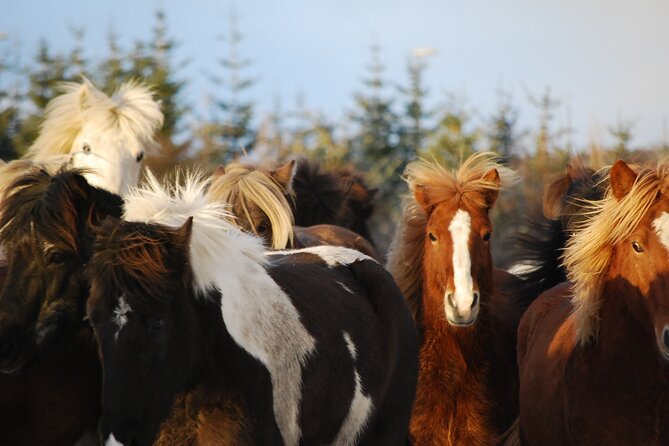 Icelandic Horse Riding and Whale Watching Tour from Reykjavik - Two Icelandic animals, one carefully packed day