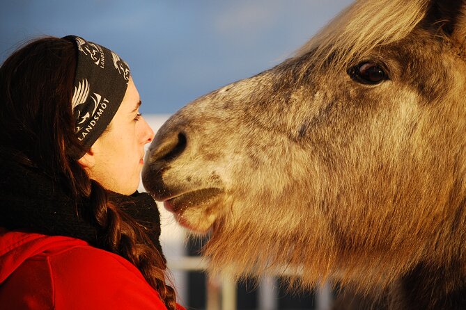Icelandic Horse Riding and Whale Watching Tour from Reykjavik - Two and a half hours across lava and moorland