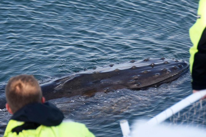 Icelandic Horse Riding and Whale Watching Tour from Reykjavik - The handoff from stable to Reykjavik Old Harbor