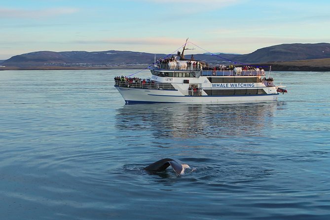 Icelandic Horse Riding and Whale Watching Tour from Reykjavik - Searching Faxaflói Bay by high-speed boat