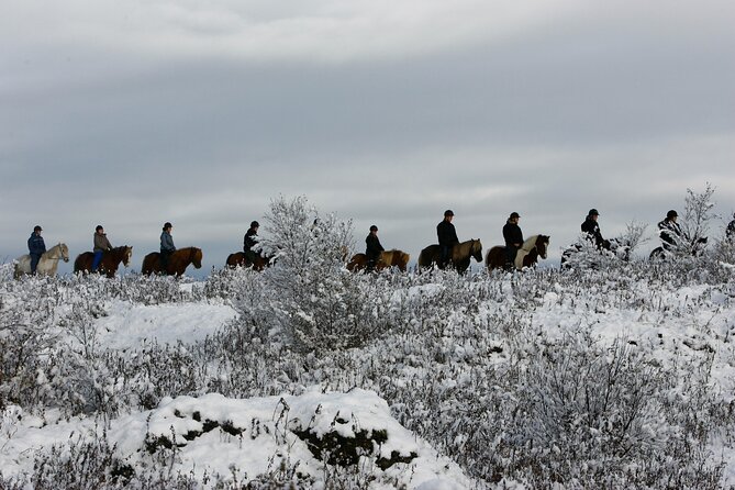 Icelandic Horse Riding and Whale Watching Tour from Reykjavik - Meeting Iceland’s small but sturdy horses