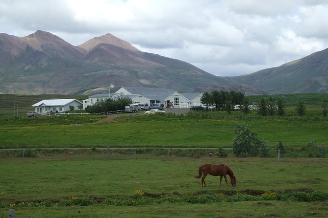 Icelandic Horseback Riding Tour Including Pick Up from Reykjavik - Why this Icelandic horse ride is special