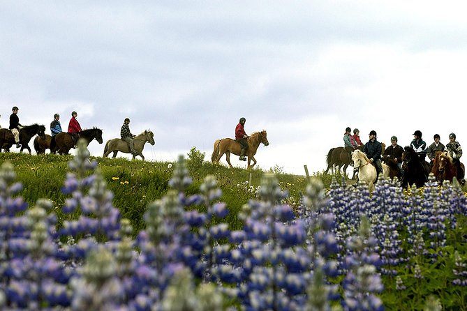 Icelandic Horseback Riding Tour Including Pick Up from Reykjavik - Meeting a horse matched to your ability