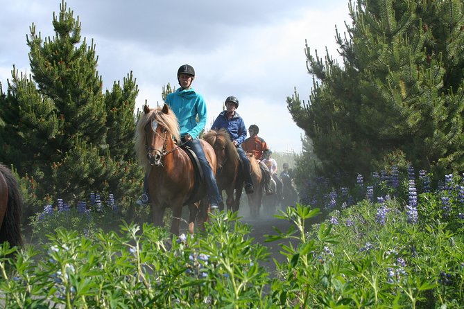 Icelandic Horseback Riding Tour with Pickup Option from Reykjavik - Pickup from Reykjavik and arrival advice