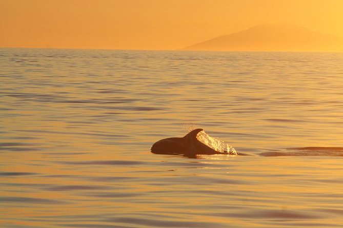 Magical Whales in the Midnight Sun | from Reykjavik - Why the midnight sun makes this cruise different
