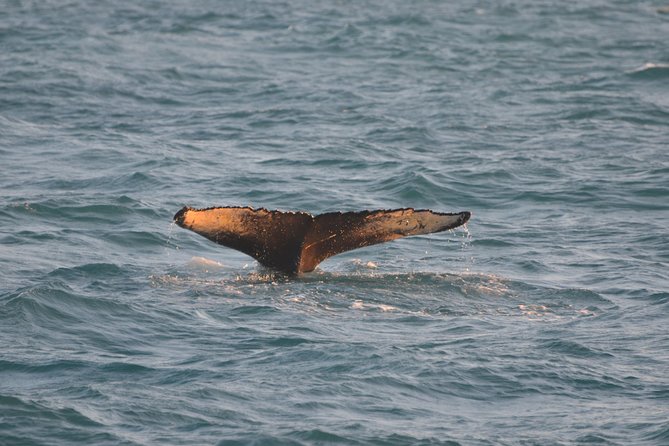 Magical Whales in the Midnight Sun | from Reykjavik - Staying warm on a chilly summer sea
