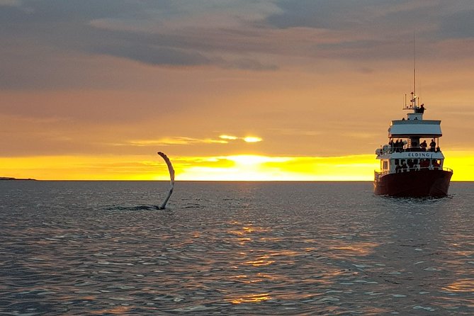 Magical Whales in the Midnight Sun | from Reykjavik - Is $105 a fair price?