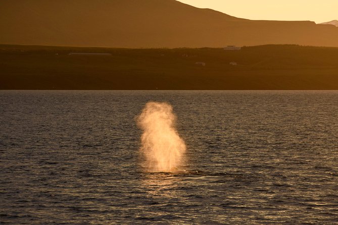 Magical Whales in the Midnight Sun | from Reykjavik - Who should book this experience
