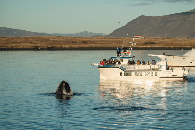 Midnight Sun Whale Watching from Reykjavik - The midnight sun makes this more than a standard cruise