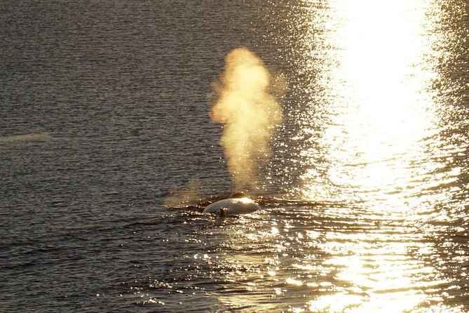 Midnight Sun Whale Watching from Reykjavik - What the two-and-a-half-hour route feels like