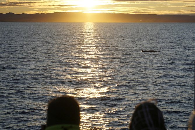 Midnight Sun Whale Watching from Reykjavik - Is the $109.34 price fair?