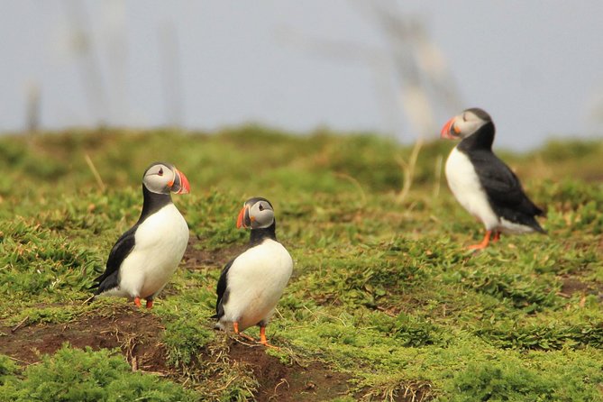 Premium Small-Group Puffin & Bird Watching tour from Reykjavík - Why this short Reykjavík trip is worth your time