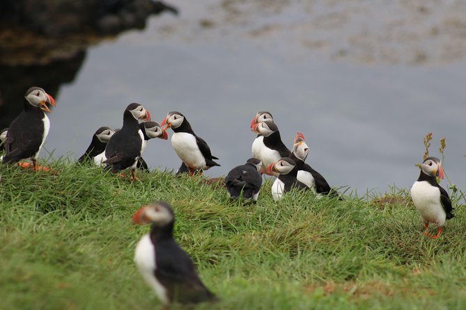 Premium Small-Group Puffin & Bird Watching tour from Reykjavík - The RIB ride across Faxaflói Bay