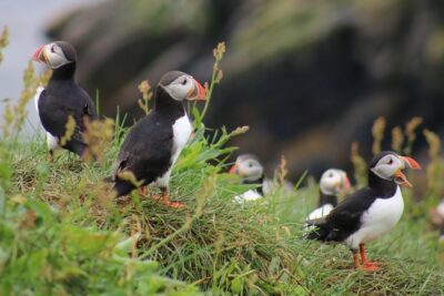 Premium Small-Group Puffin & Bird Watching tour from Reykjavík