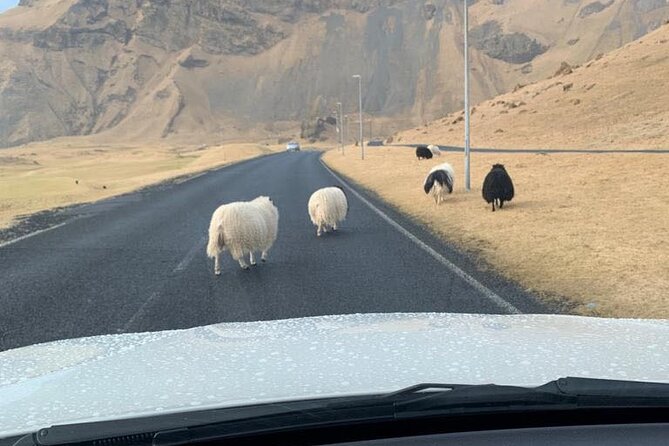 PRIVATE 2-Hours Tour - Westman Islands with a local in a BMW X5 - Puffin cliffs and the best first stop