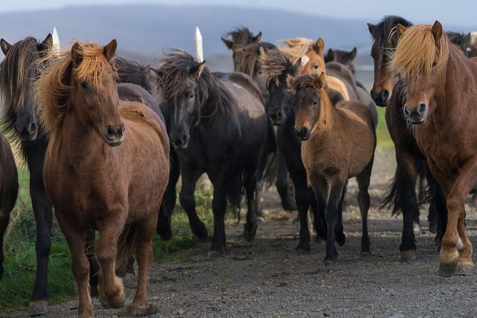 Private Golden Circle Tour by Luxury SUV from Reykjavik - Gullfoss, the Golden Fall