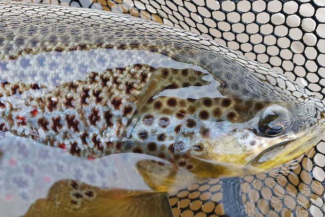 Private Lake and River Fishing Tour from Reykjavik - Five hours on a Golden Circle river