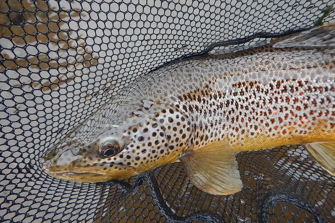 Private Lake and River Fishing Tour from Reykjavik - What the guide adds for first-time fly fishers
