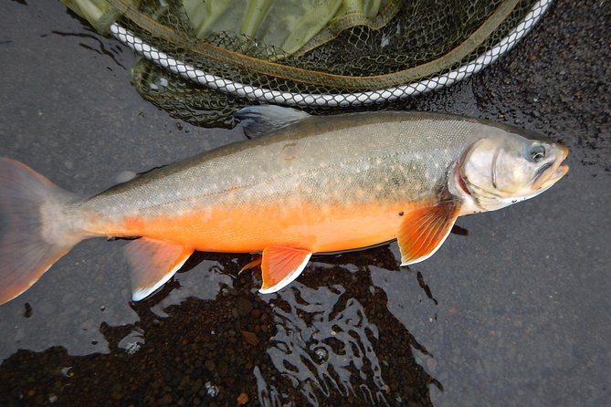 Private Lake and River Fishing Tour from Reykjavik - Arctic char, brown trout, and the seasonal question
