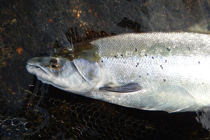 Private Lake and River Fishing Tour from Reykjavik - Icelandic weather is part of the deal