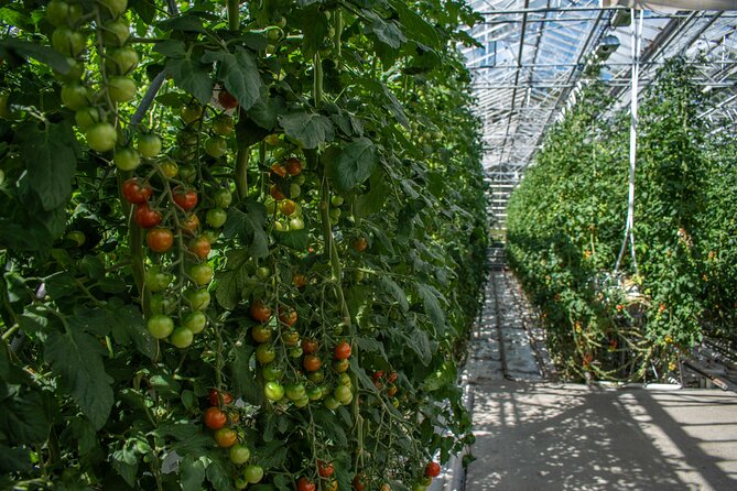 Private Tour Of The Golden Circle With Farm Visits In Iceland - Fridheimar, tomatoes grown with geothermal heat
