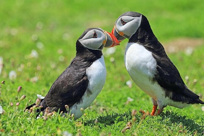 Puffin and Volcano Tour with Ebbi - Herjólfsdalur, Kaplagjóta, and a small puffin colony