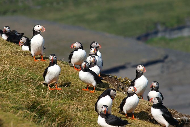 Puffin and Volcano Tour with Ebbi - Elephant Rock, a landmark shaped by the sea