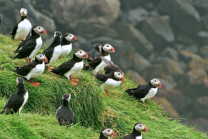 Puffin and Volcano Tour with Ebbi - Stórhöfði, the Great Cape and puffin country