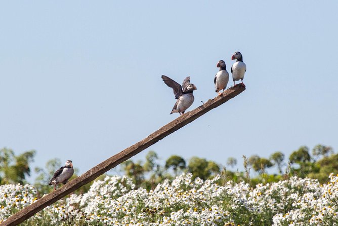 Puffin Cruise with Expert Tour Guide from Reykjavik - A fast boat ride from Reykjavik to Akurey