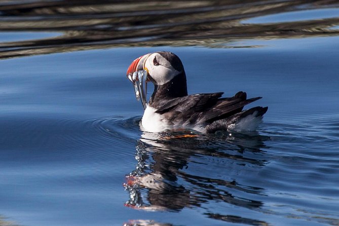 Puffin Cruise with Expert Tour Guide from Reykjavik - Puffin timing: the detail that matters most