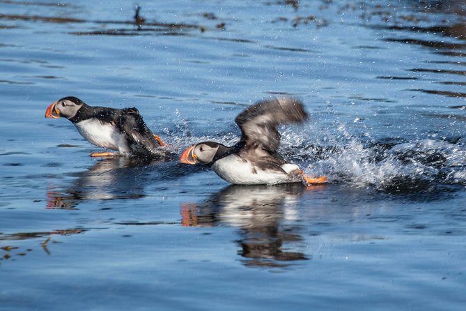 Puffin Cruise with Expert Tour Guide from Reykjavik - Boat comfort, crowding, and sea conditions