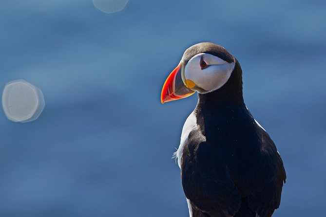 Puffin Cruise with Expert Tour Guide from Reykjavik - Is the $63.96 price good value?