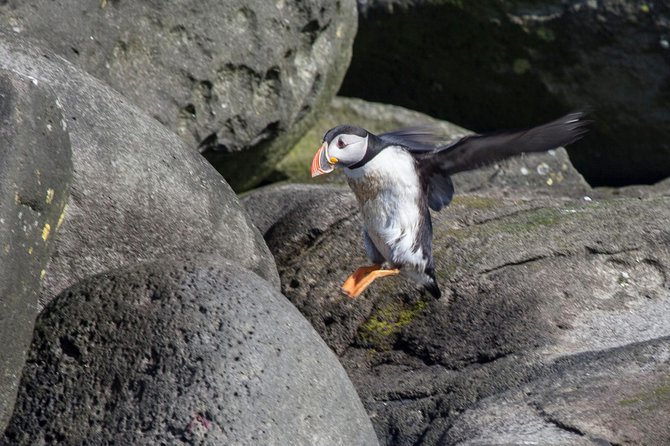 Puffin Cruise with Expert Tour Guide from Reykjavik - Timing, meeting point, and cancellation details