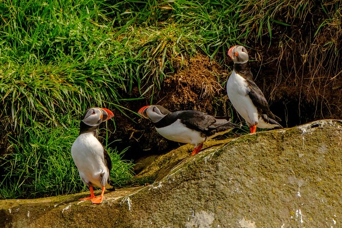 Puffin Watching Speedboat Express - Sun Voyager and the Old Harbour views