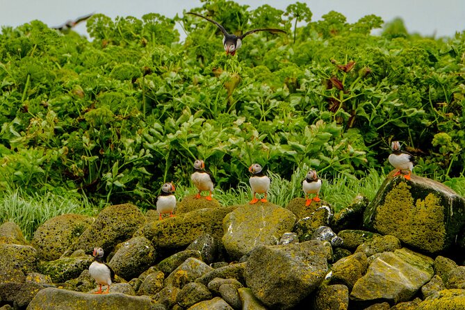 Puffin Watching Speedboat Express - Why the 12-seat limit matters