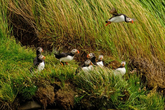 Puffin Watching Speedboat Express - How the $76 price measures up