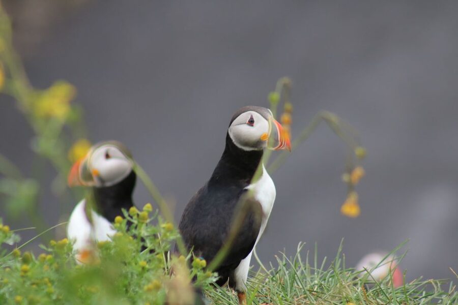 Reykjavik: 1-Hour Puffin Watching Tour - From Ægisgarður 5 to Reykjavik’s bird islands