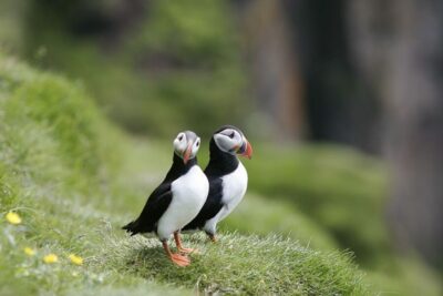 1-Hour Puffin Watching Tour