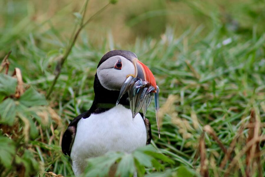 Reykjavik: 1-Hour Puffin Watching Tour - A small boat, open views, and sensible comfort