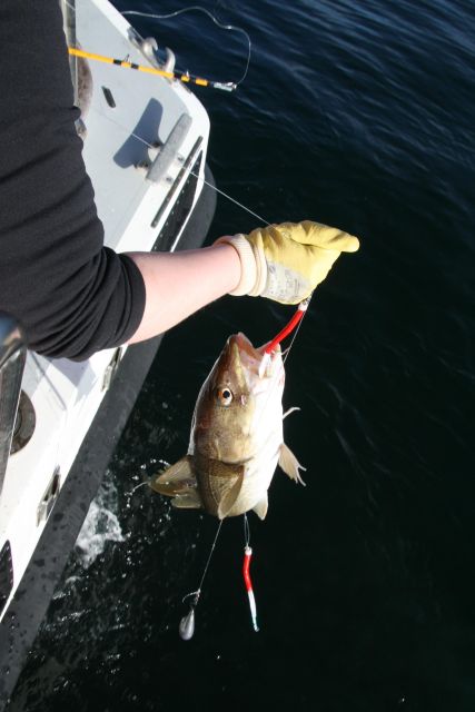 Reykjavik: 3-Hour Sea Angling Gourmet Experience Tour - Wildlife and views across the bay