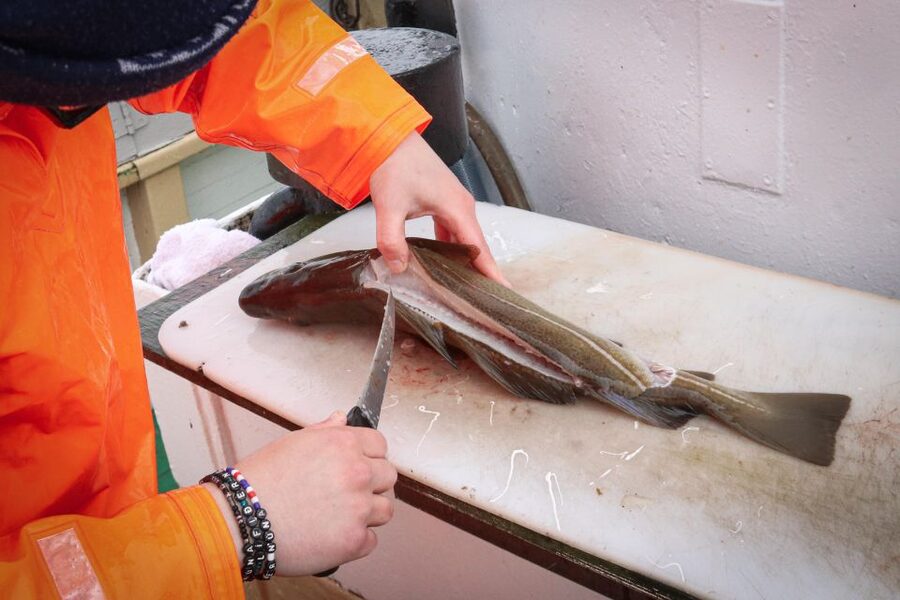Reykjavik: 3-Hour Sea Angling Gourmet Experience Tour - What happens at the fishing grounds