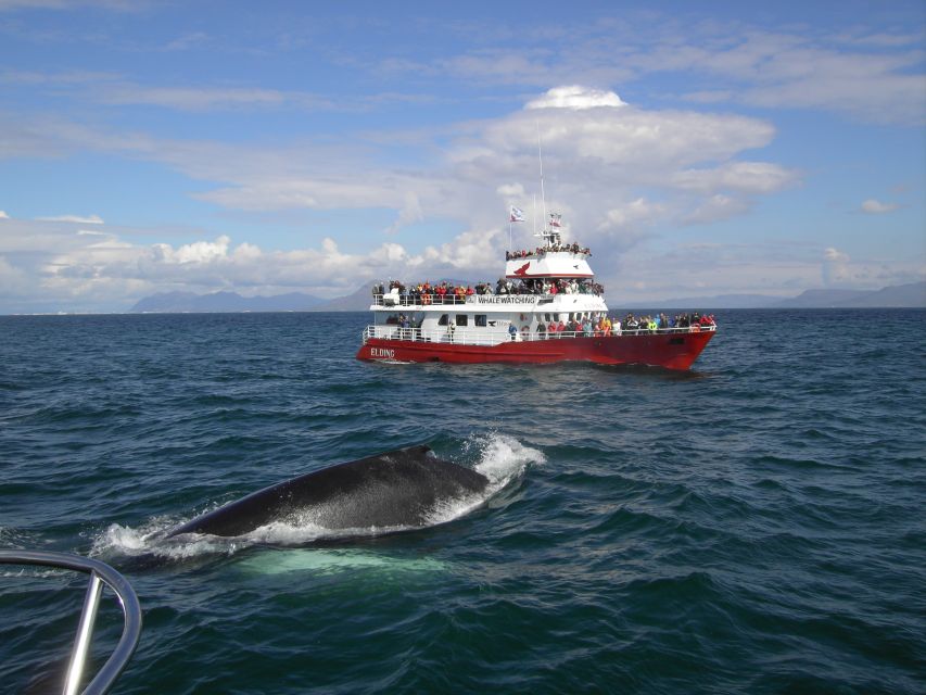 Reykjavik: ATV Ride & Whale Watching Boat Tour - Key points to know before booking