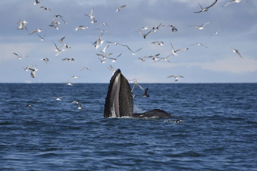 Reykjavik: ATV Ride & Whale Watching Boat Tour - The morning pickup from Reykjavik