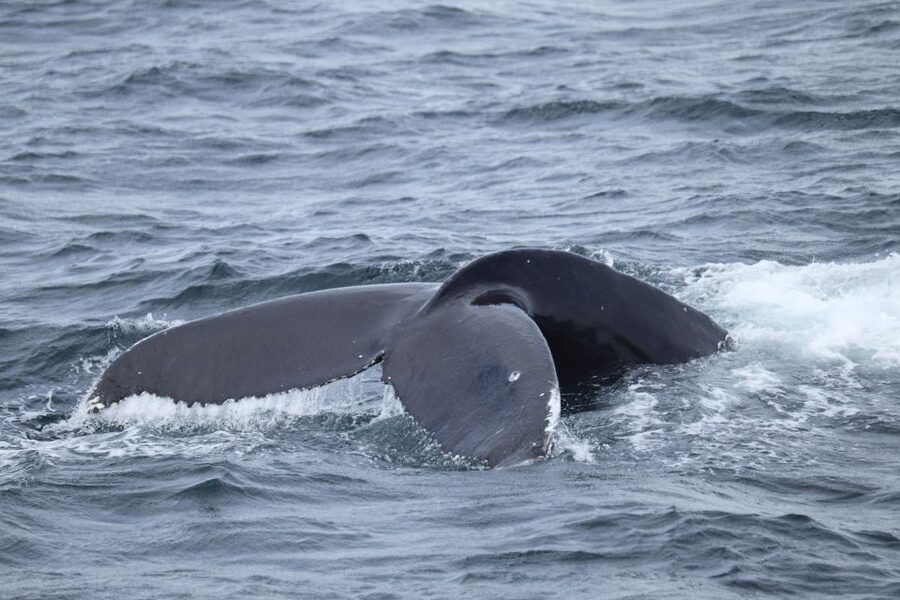 Reykjavik: Best Value Whale Watching Boat Tour - Practical details before you book