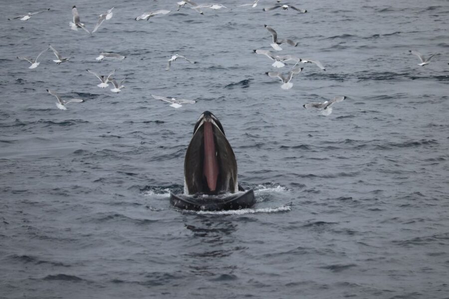 Reykjavik: Best Value Whale Watching Boat Tour - Leaving Reykjavik from the Old Harbour