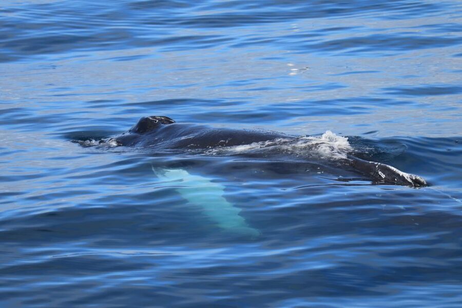 Reykjavik: Best Value Whale Watching Boat Tour - Warm overalls, indoor cabins, and the café