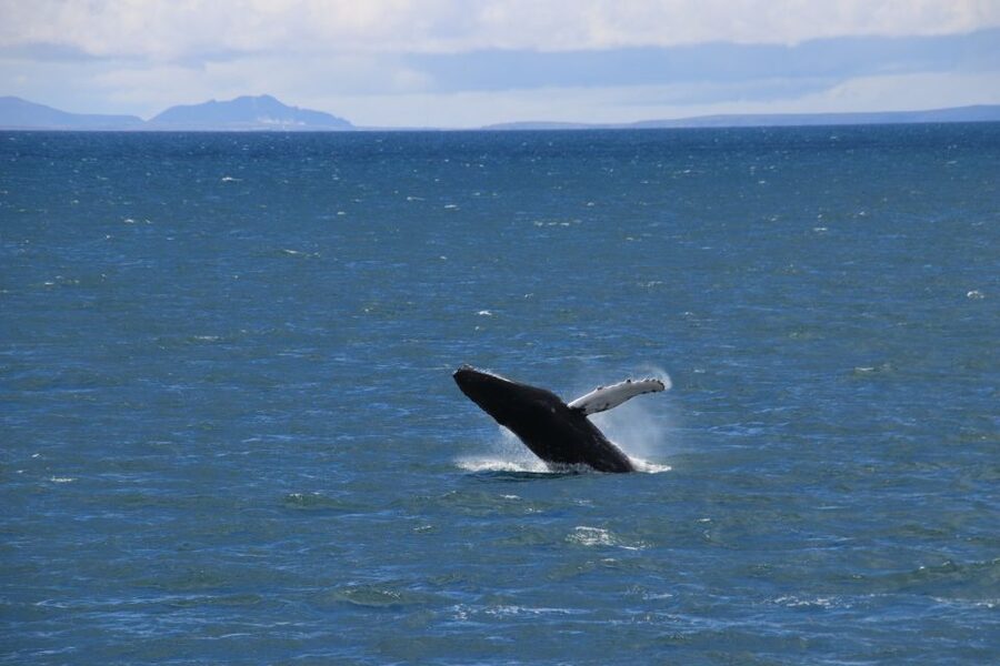 Reykjavik: Best Value Whale Watching Boat Tour - The guide makes the difference