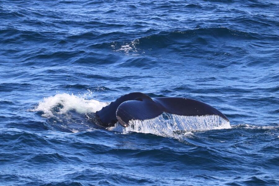 Reykjavik: Best Value Whale Watching Boat Tour - Weather, seasickness, and the best way to prepare