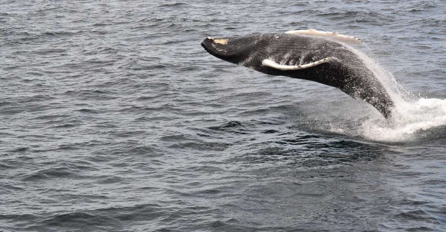 Reykjavik: Best Value Whale Watching Boat Tour - Who will enjoy this boat tour most
